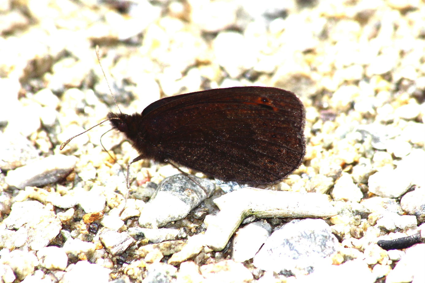 Erebia albergana